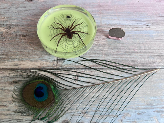 Luminous Resin Spider Disc