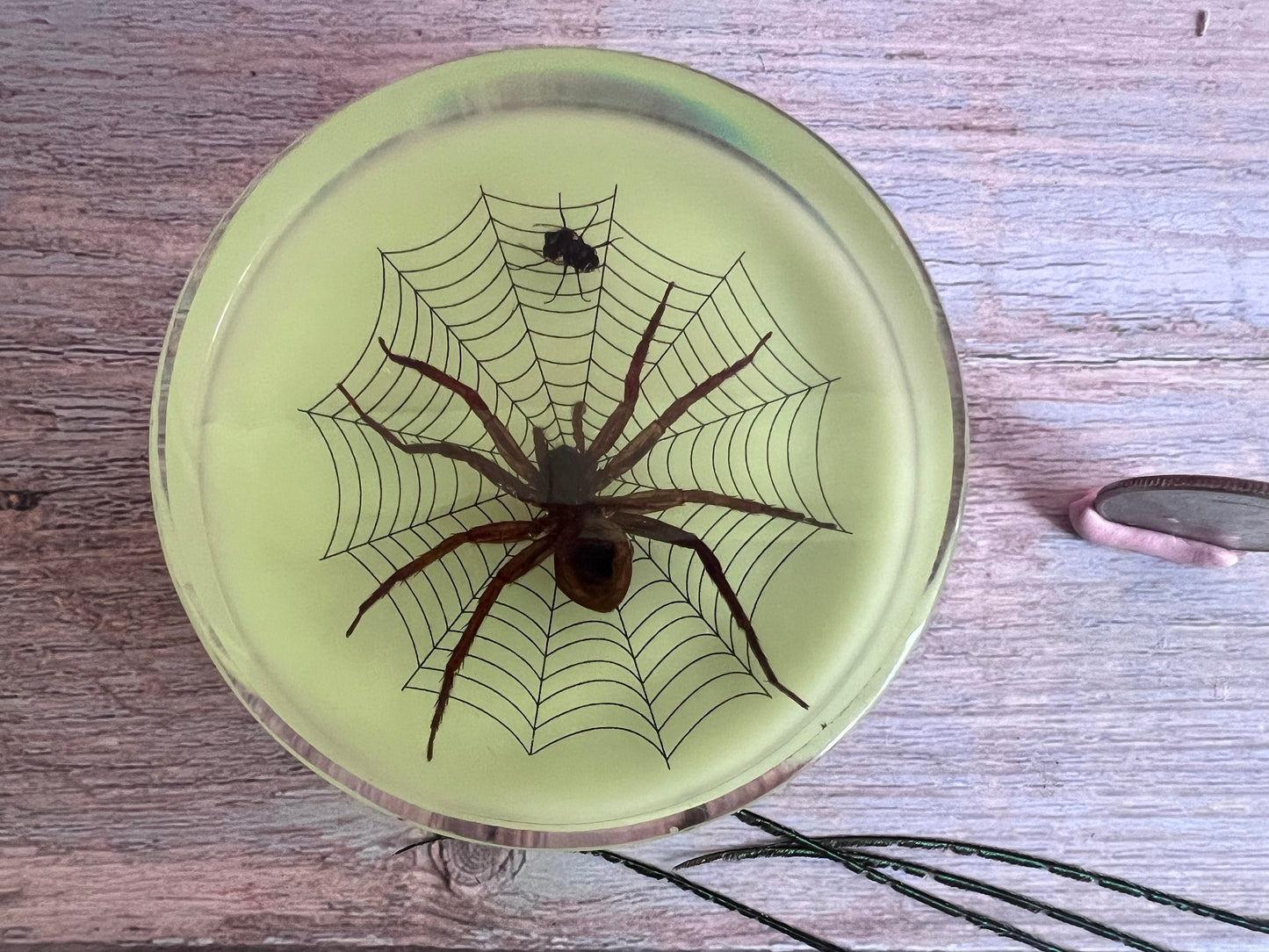 Luminous Resin Spider Disc