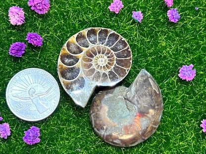 Ammonite Shells