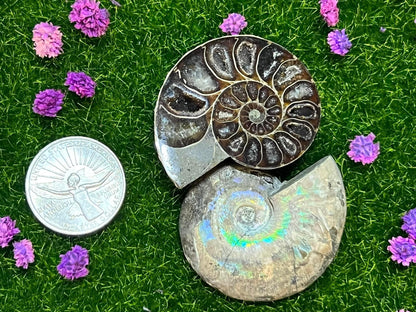 Ammonite Shells