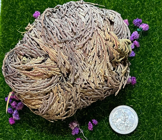 Rose of Jericho