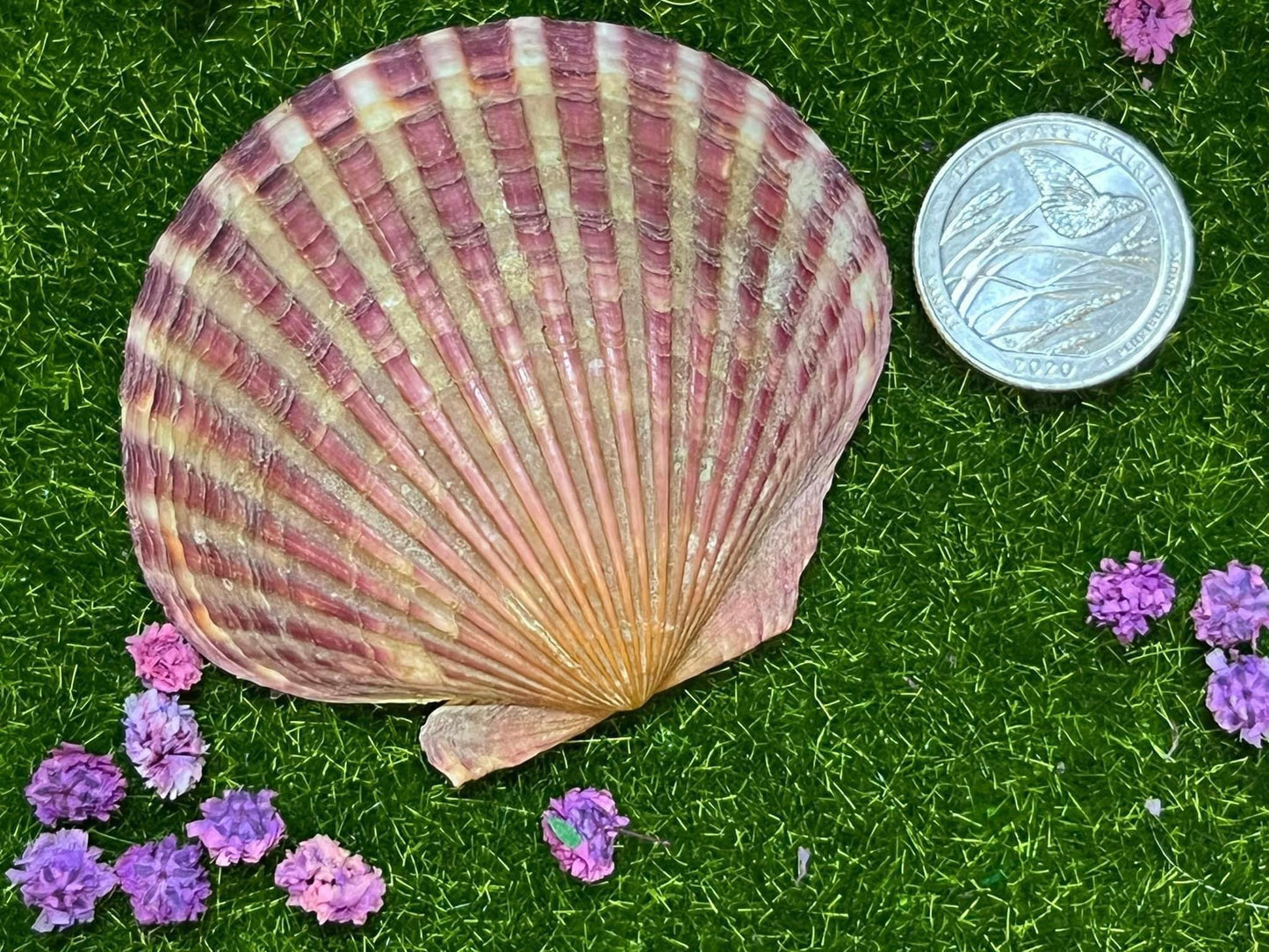 Shells